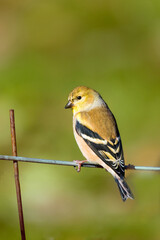 An male American goldfinch, Spinus tristis, on the wire in a garden.