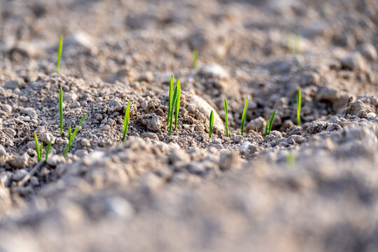 Young plants of winter wheat. Young wheat crop in a field. Field of young wheat, barley, rye. Young green wheat growing in soil.