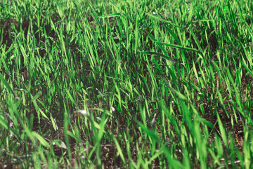 Green growing grass background . Springtime grassland nature