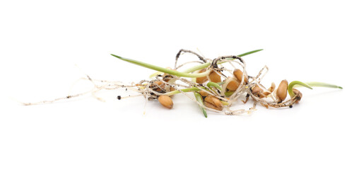 Heap of germinating wheat.