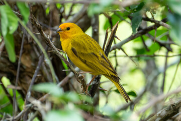 Atlantic Canary, a small Brazilian wild bird.The yellow canary Crithagra flaviventris is a small passerine bird in the finch family. - obrazy, fototapety, plakaty