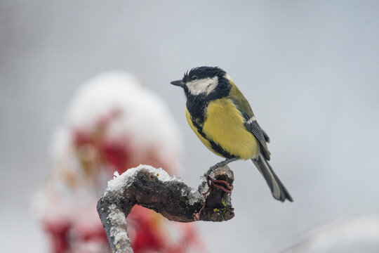 Great tit (Parus major) perched on a snowy branch during a snowfall, with blurry red berries in the background. Italian Alps.