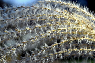 Fluffige Samen eines Chinaschilfs 