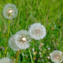 Verblühter Löwenzahn, Taraxacum officinale, Pusteblumen
