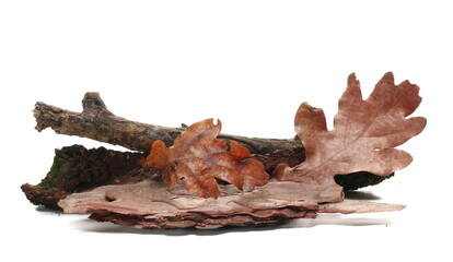 Dry rotten branch and autumn yellowed oak leaves isolated on white background