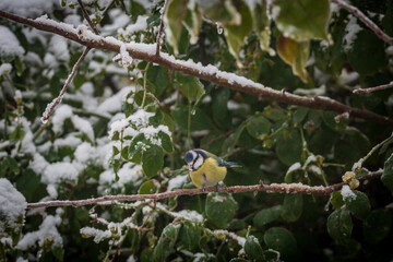 A Blue Tit, Cyanistes Caeruleus, in a Sussex Garden on a Snowy Winter's Day