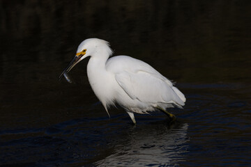 Great egret catching a fish, seen in the wild in a North California marsh 