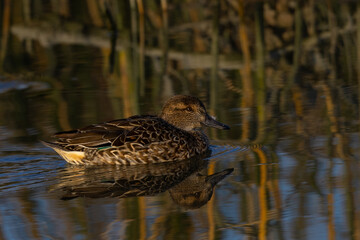 Female wild duck,  seen in a North California marsh