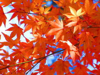 明るい秋の行楽