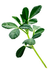 Fenugreek (Trigonella foenum-graecum) plant with leaves isolated png