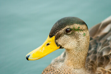 head of a female duck