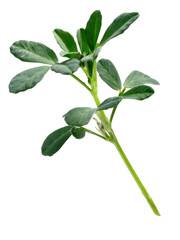Fenugreek (Trigonella foenum-graecum) plant with leaves isolated png