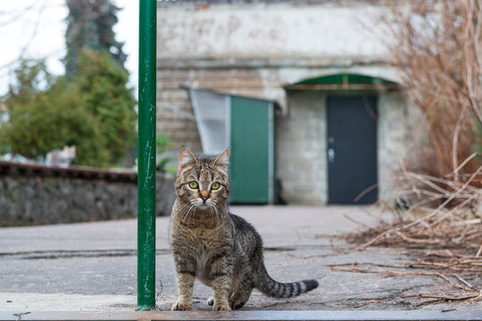 Cute Gray Cat Waiting On The Bus Stop.