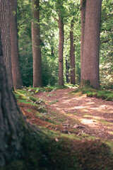 Fairytale walking path between the tall stately oak trees with fresh green leaves in the summer.