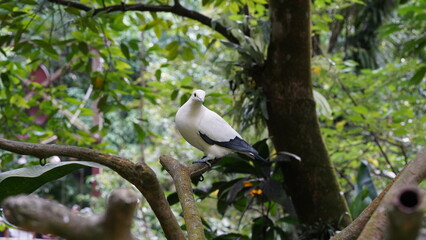 Pied imperial-pigeon|Ducula bicolor|斑皇鸠