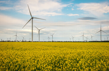 Blooming yellow canola field with wind turbines in the background in the countryside