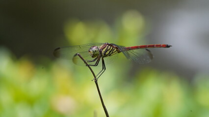 close up of a dragonfly on a branch