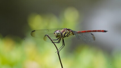 close up of a dragonfly on a branch