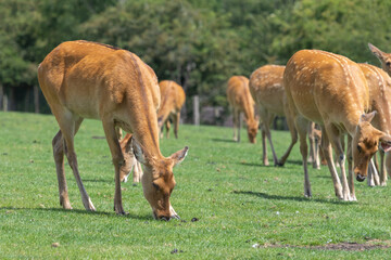 Naklejka na ściany i meble A group of Barasingha (rucervus duvaucelii) deer grazing