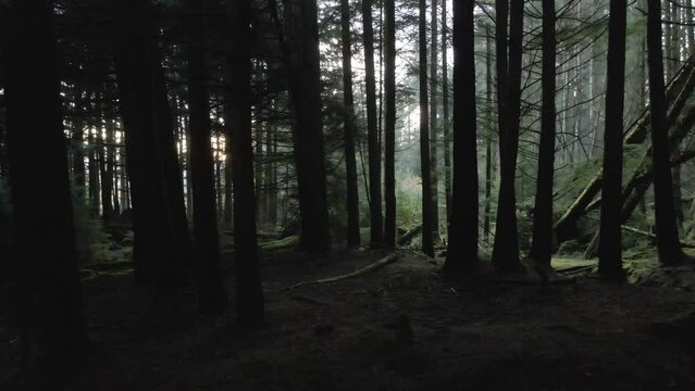 Arran Forest