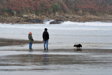 Chiens sur une plage en Bretagne