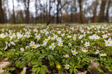 Wide angle view to small glade full of tiny white and yellow flowers in small park