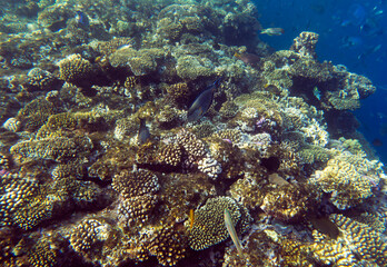 View of coral reef in Sharm El Sheik