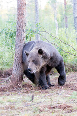 View of a brown bear scratching on wood