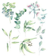 Set of watercolor eucalyptus branches for your design