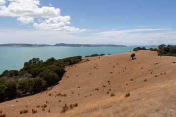 Picturesque landscape with bush, sea and mountains on background in a sunny day, Duder Regional Park, Auckland city, New Zealand.