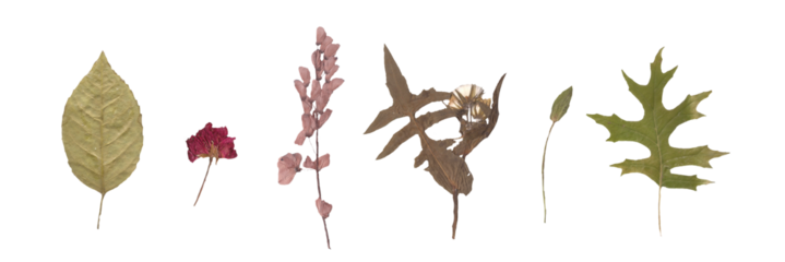 Isolated Herbarium: Volume 3 of Dried Flowers on White Background. Floral Sketches Perfect for Seasonal Scrapbooks and Journaling. PNG JPG