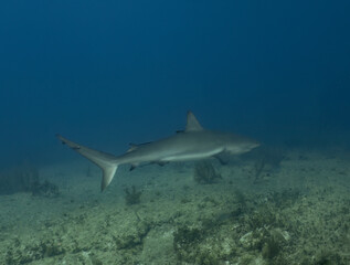 A Caribbean Reef Shark (Carcharhinus perezii) in Bimini, Bahamas