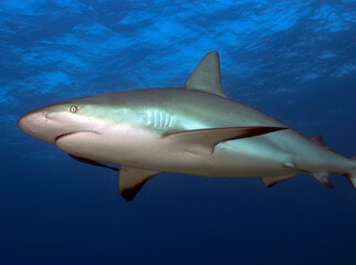 A Caribbean Reef Shark (Carcharhinus perezii) in Bimini, Bahamas