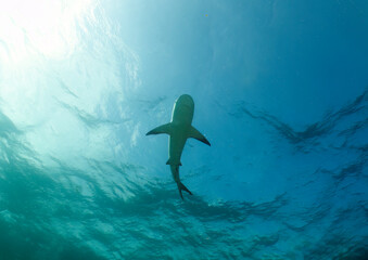 Obraz na płótnie Canvas A Caribbean Reef Shark (Carcharhinus perezii) in Bimini, Bahamas