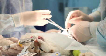 In kochet surgery, the operation is performed by a veterinary surgeon under anesthesia. Veterinary team of doctors in the process of working in the operating room.