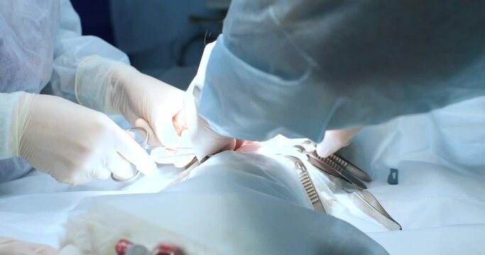 A veterinary surgeon professionally pulls the uterus out of the cat's abdomen. A veterinary surgeon performs a castration operation on a cat. The concept of castration of a cat.