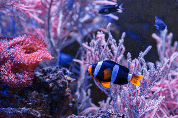 macro photography underwater Amphiprion clarkii, Yellowtail clownfish