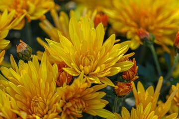 beautiful bushes of yellow chrysanthemum flowers