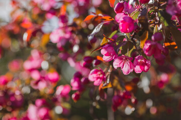 Macro photography. A pink decorative apple tree blooms in the beautiful light of sunset. Spring, nature wallpaper. A blooming apple tree in the garden. Blooming pink flowers on the branches of a tree.