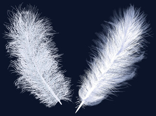 two feathers isolated on dark blue background