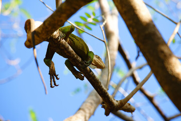 Iguana hidding behind leaves in Martinique Island