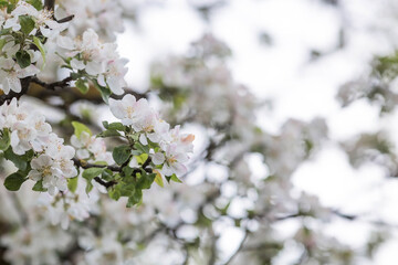Apple blossoms in the beautiful sunset light. Spring, nature wallpaper. A blooming apple tree in the garden. Blooming white flowers on the branches of a tree. Macro photography.