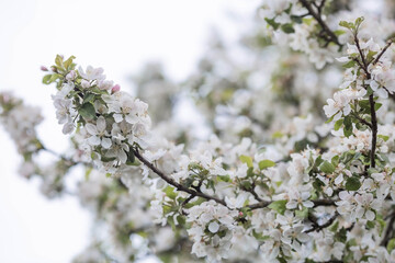Apple blossoms in the beautiful sunset light. Spring, nature wallpaper. A blooming apple tree in the garden. Blooming white flowers on the branches of a tree. Macro photography.