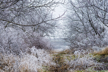 beautiful  winter  landscape with man playing dog background with snow covered trees Сhristmas hoarfrost Snow  path dry grass White Alley background Moldova.