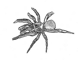 hand drawn sketch of a spider: Spider (Ummidia algarve)