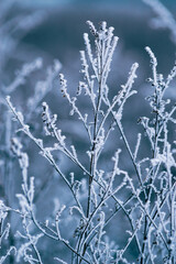 Macro Winter brunch dry   plants frost outdoor  frozen snow natural Beautiful spruce bud Banner landscape blue cold ice hoarfrost tree Christmas background.