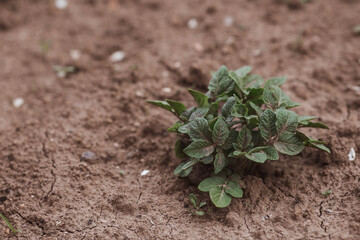 Sprout close-up. Soil with a young plant. Planting potato seedlings in the ground. The concept of nature conservation and agriculture.