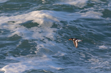 Fototapeta premium An afternoon on the Cantabrian coast with landscapes, fauna and waves!