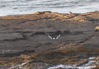 An afternoon on the Cantabrian coast with landscapes, fauna and waves!