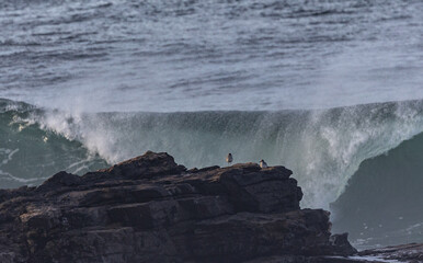 An afternoon on the Cantabrian coast with landscapes, fauna and waves!